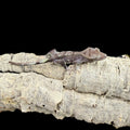 Axanthic Crested Gecko