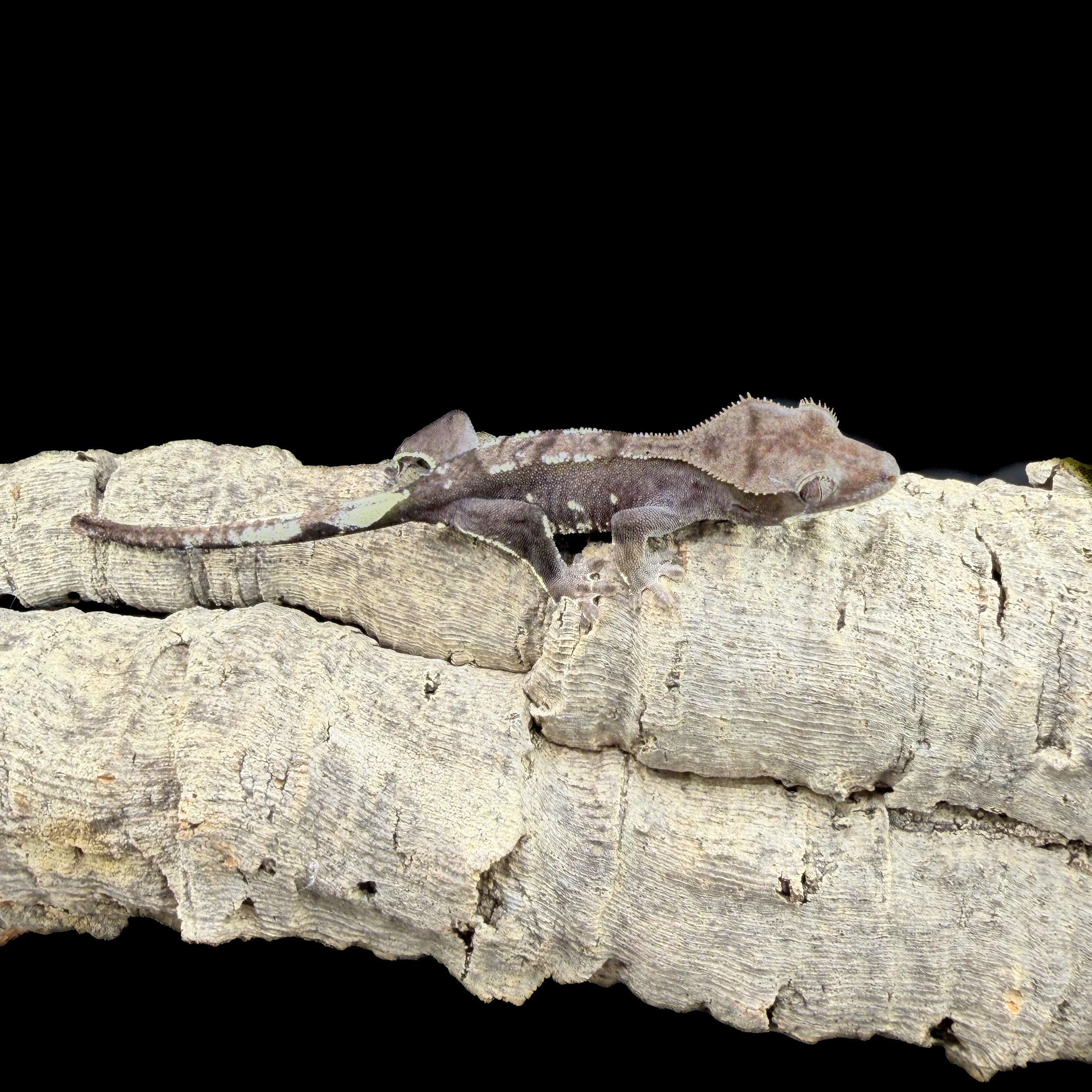 Axanthic Crested Gecko
