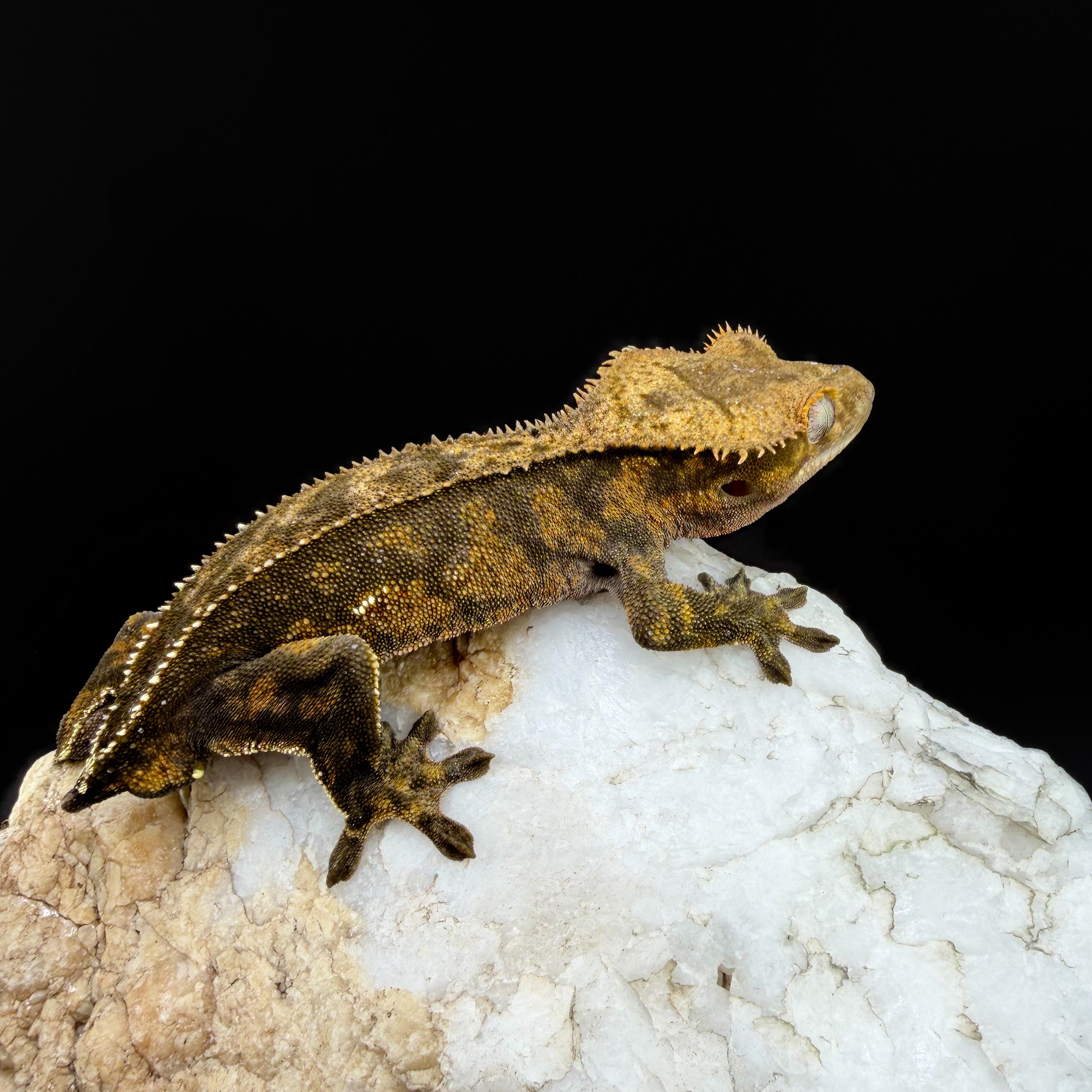 Dark Phantom Tiger Male