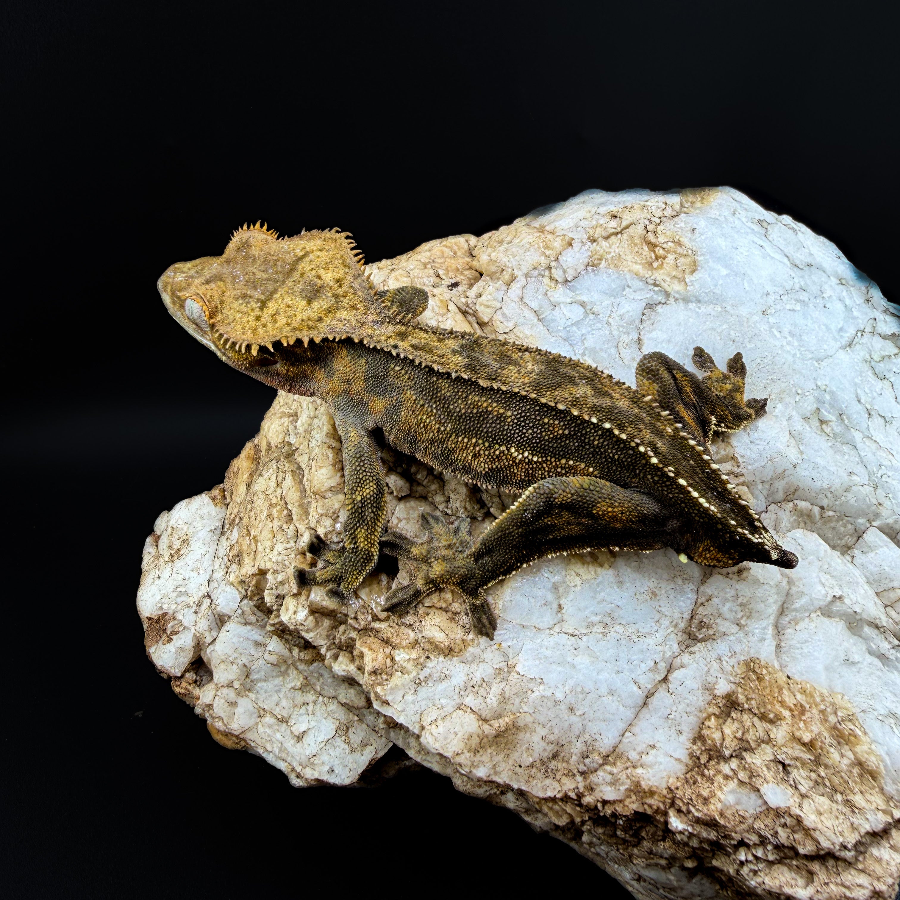 Dark Phantom Tiger Male