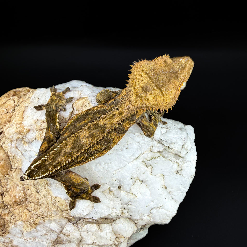 Dark Phantom Tiger Male