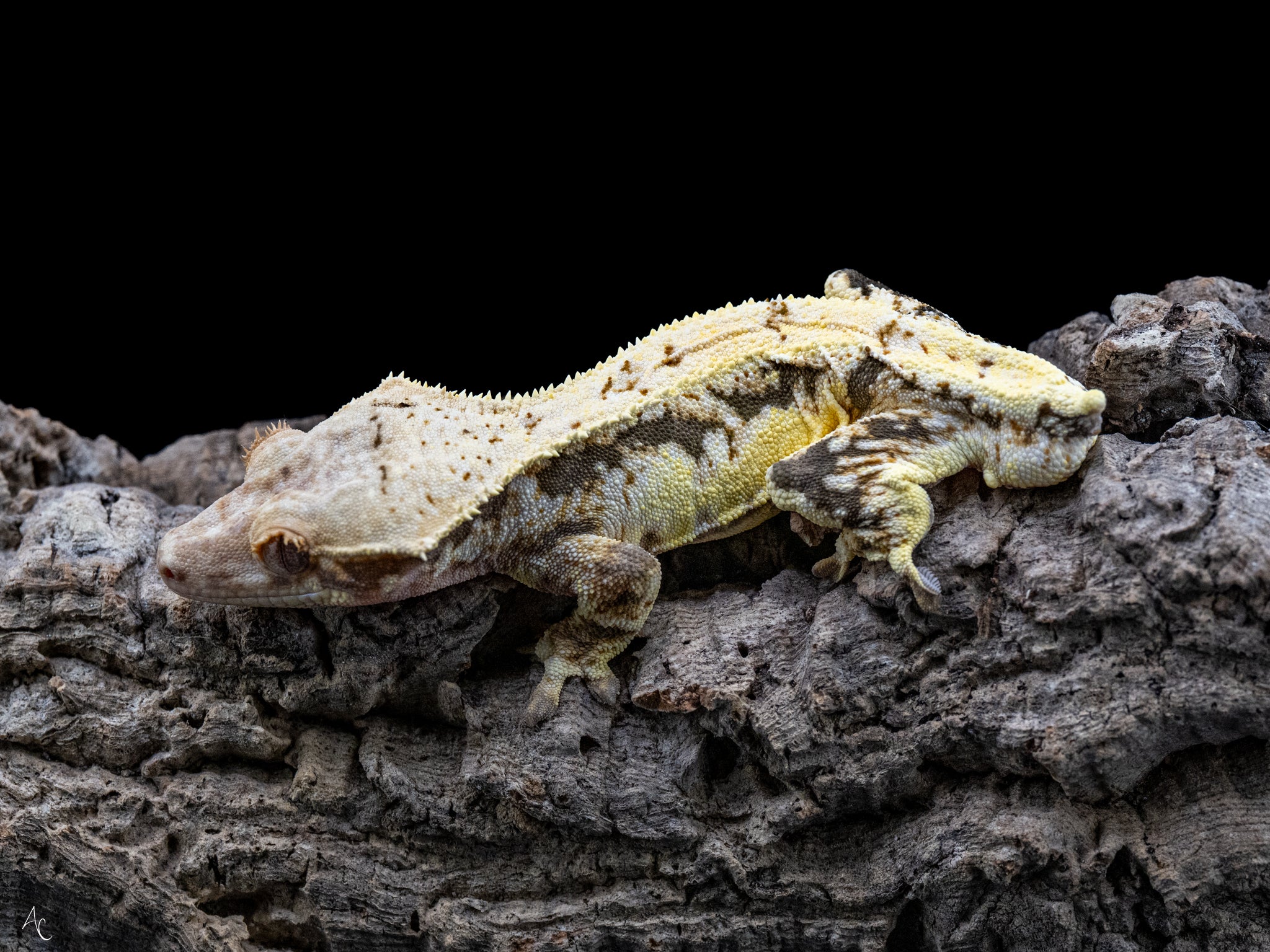 Lilly White Het Pixel Male Crested Gecko