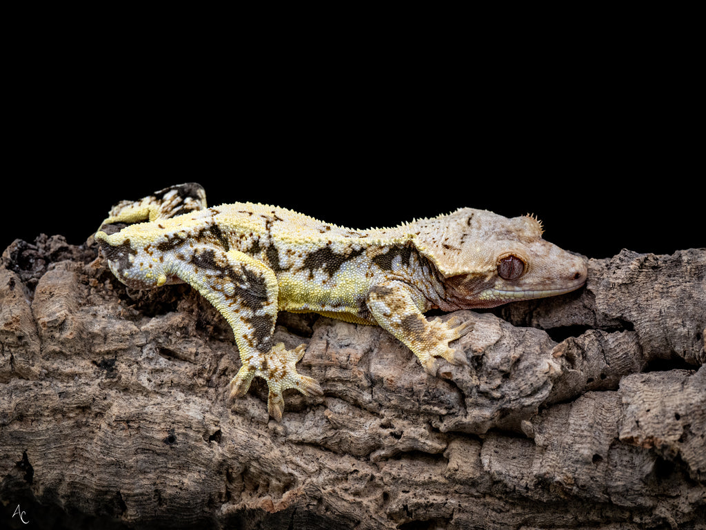Lilly White Het Pixel Male Crested Gecko