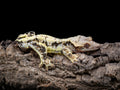 Lilly White Het Pixel Male Crested Gecko