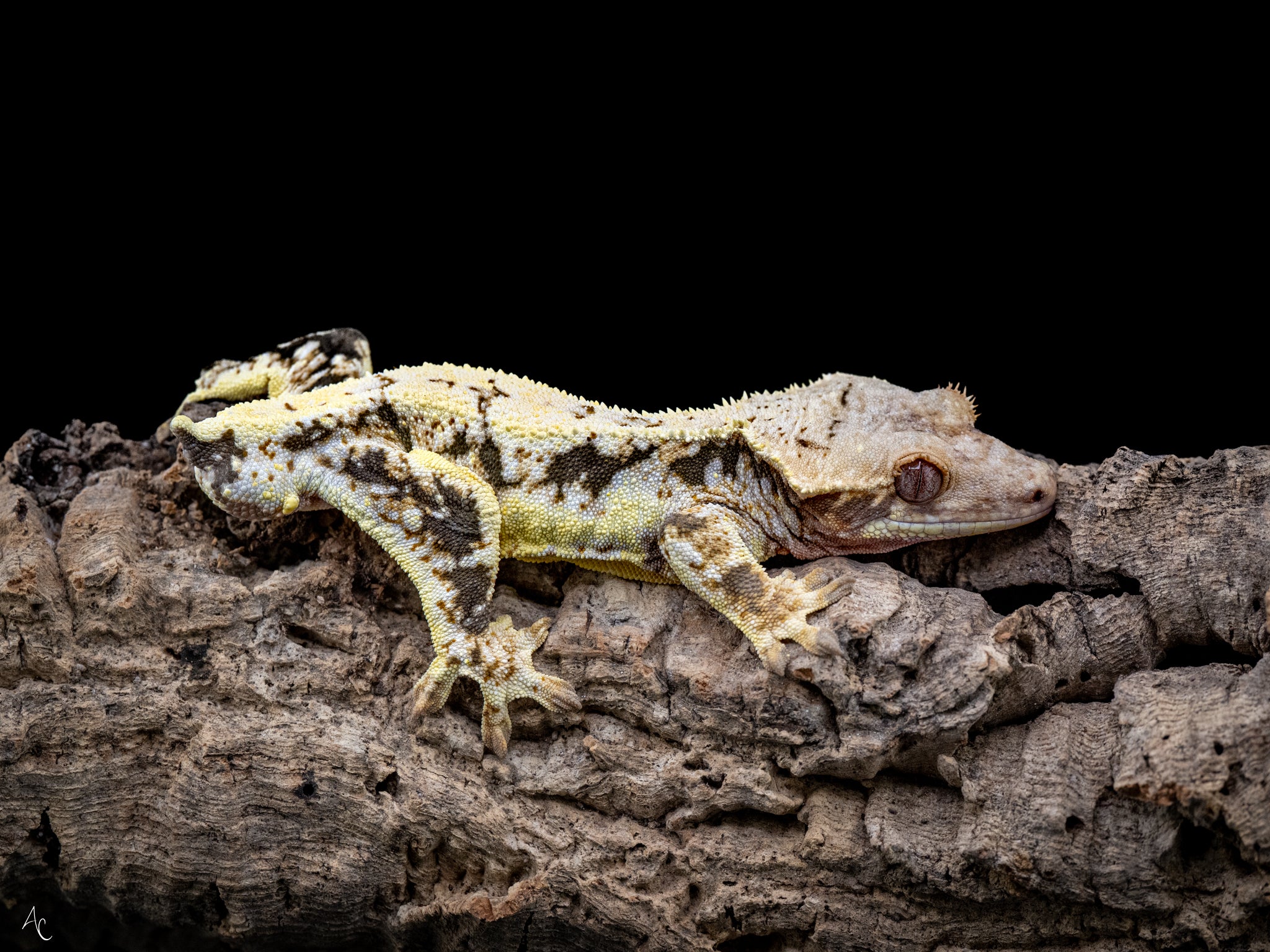 Lilly White Het Pixel Male Crested Gecko