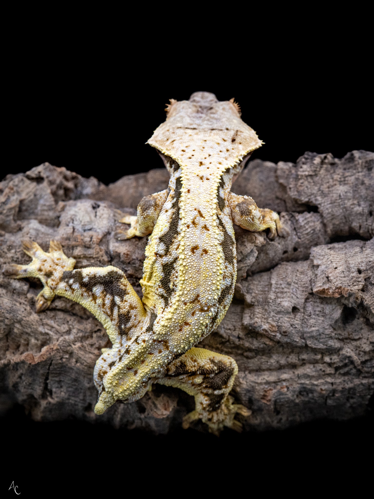 Lilly White Het Pixel Male Crested Gecko