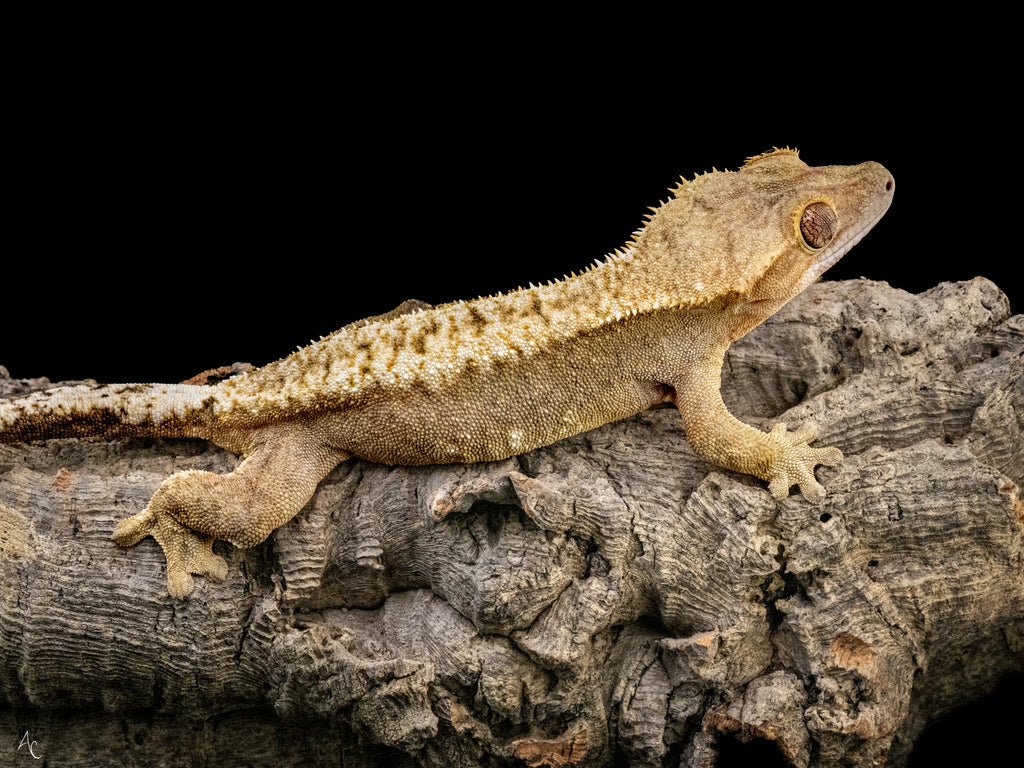 Proven Pixel Female