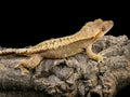 Proven Pixel Female