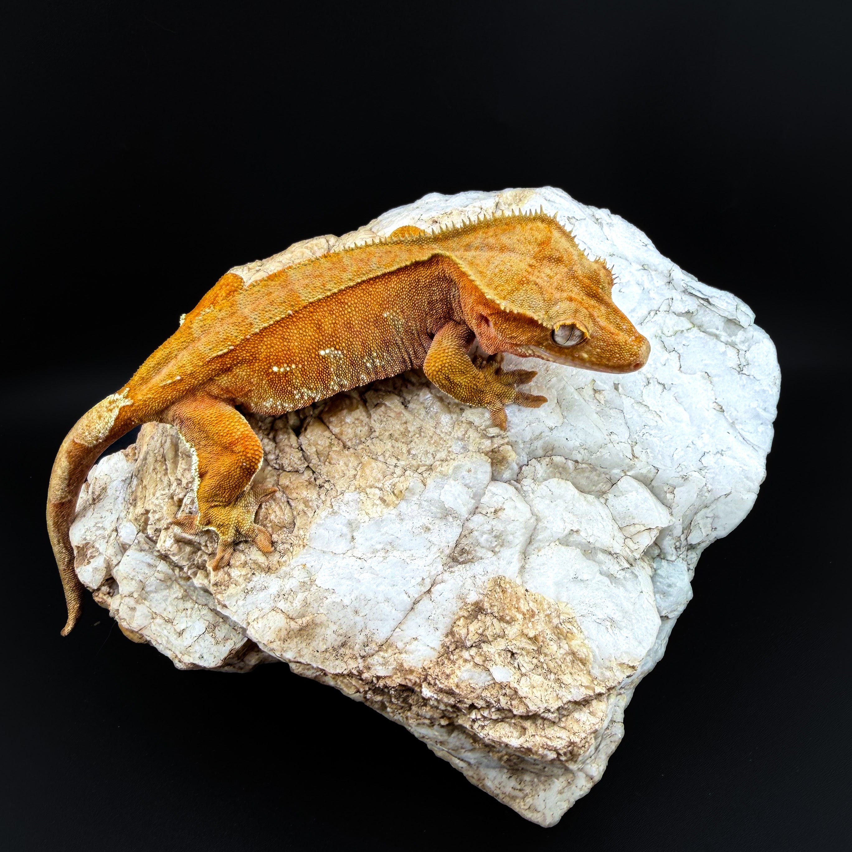 Red Phantom Female