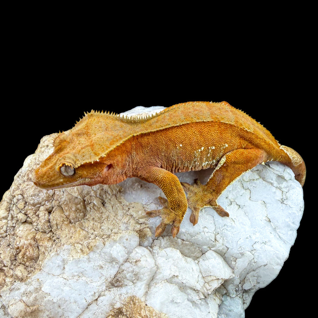 Red Phantom Female