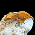 Red Phantom Female