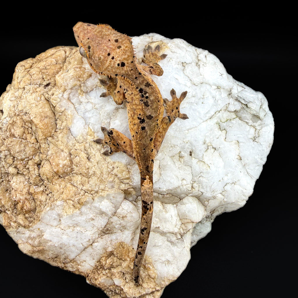 Super Dalmatian NPV