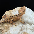 Super Dalmatian NPV