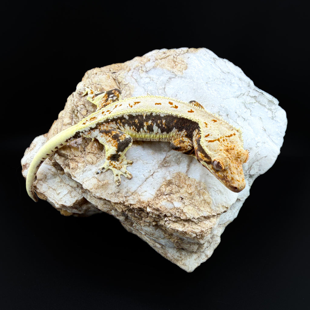 Tricolor Lilly White Female