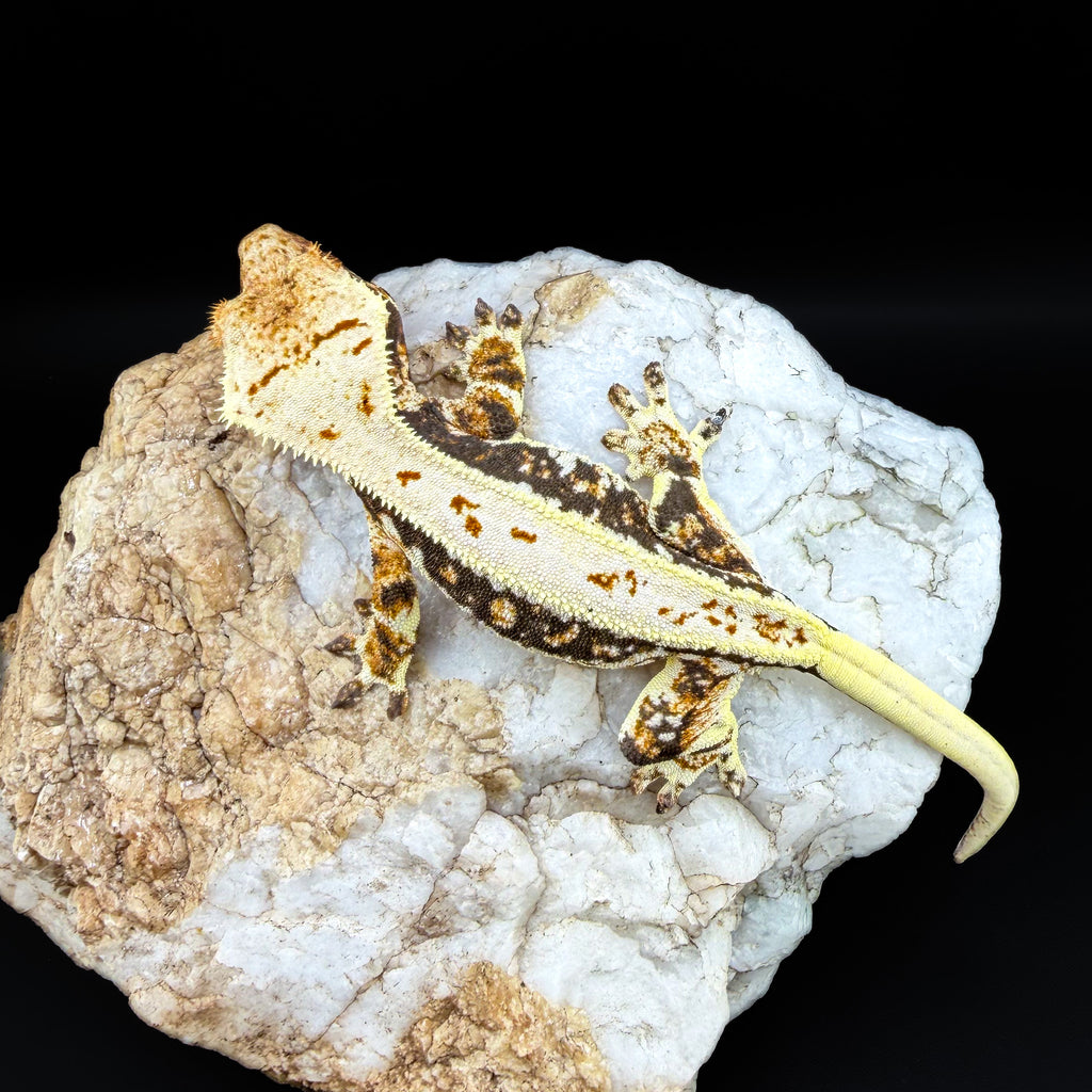 Tricolor Lilly White Female