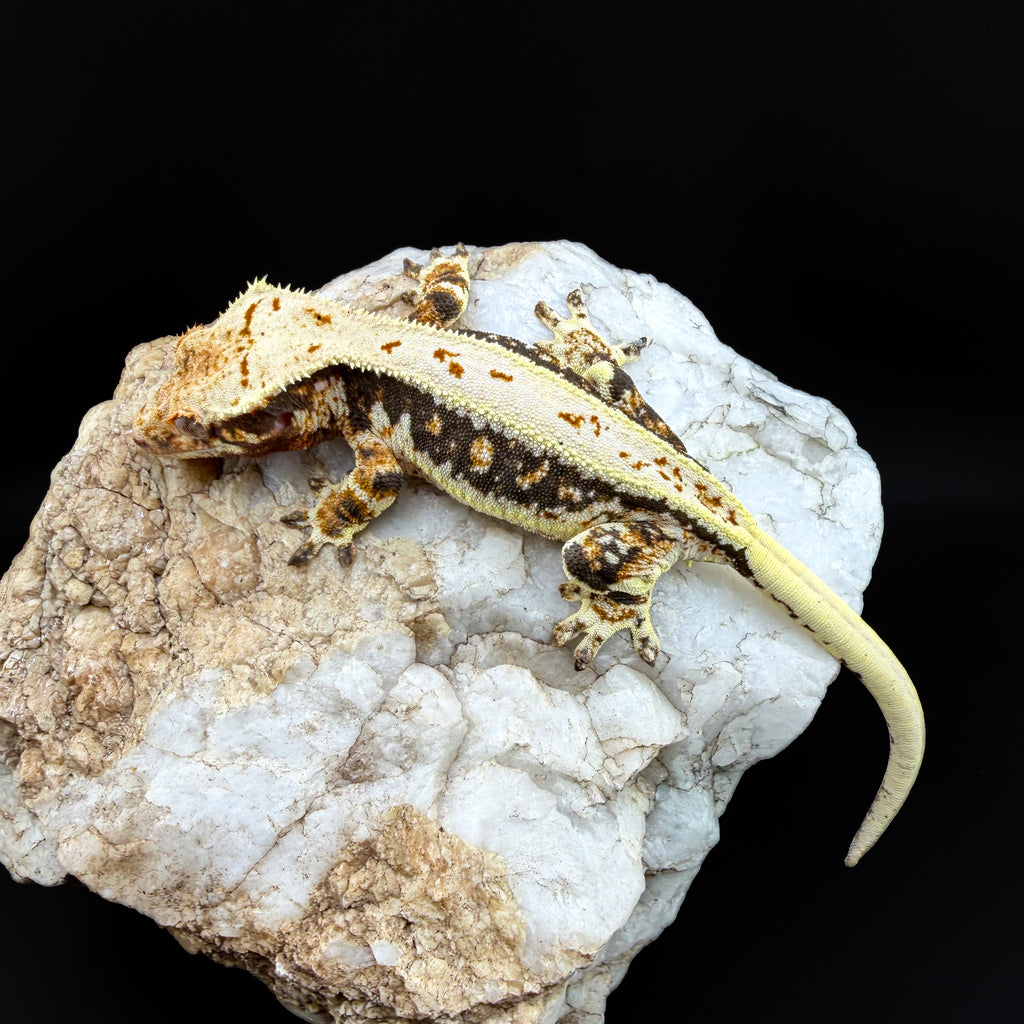 Tricolor Lilly White Female