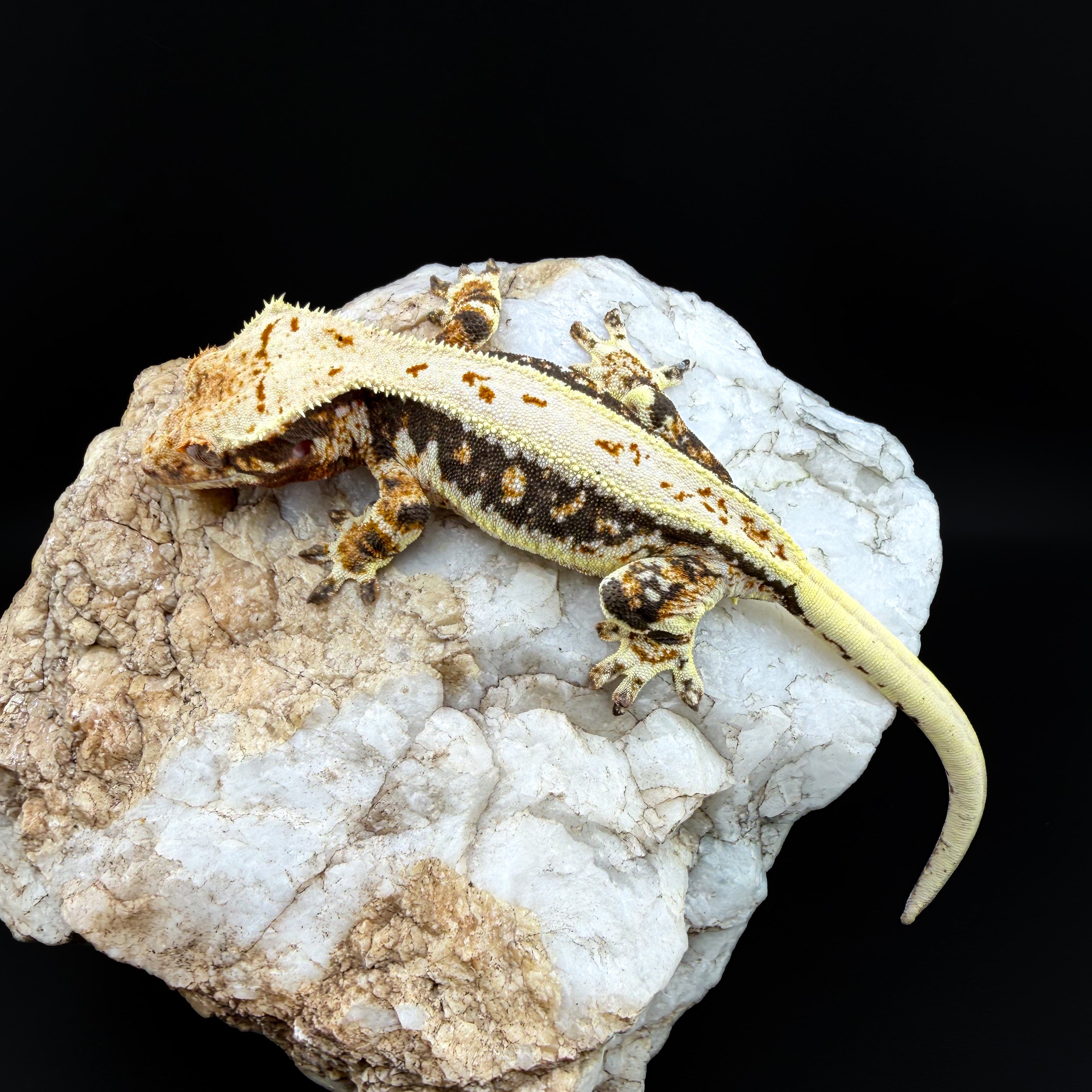 Tricolor Lilly White Female