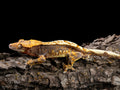 Tricolor Male